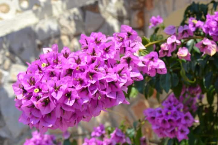 Villa Kadinela, 200M From Kamenjak, Huge Quiet Garden With Barbecue, 2 New Kitchens Premantura Exterior foto